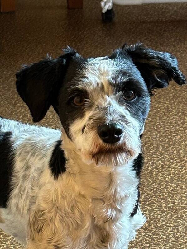 Hund - Bichon Havanais