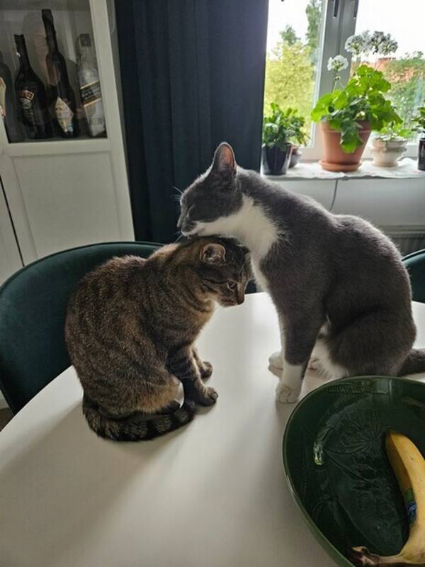 Katt - Mrta och Sture