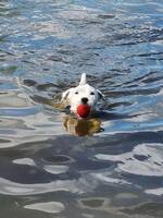 MILOU Jack Russell Terrier 4,5 r ca
