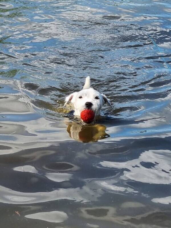 Hund - MILOU Jack Russell Terrier 4,5 r ca