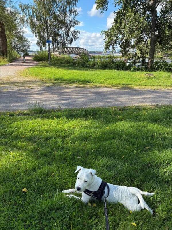 Hund - MILOU Jack Russell Terrier 4,5 r ca