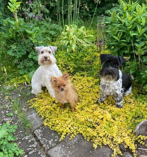 Hund - Trion