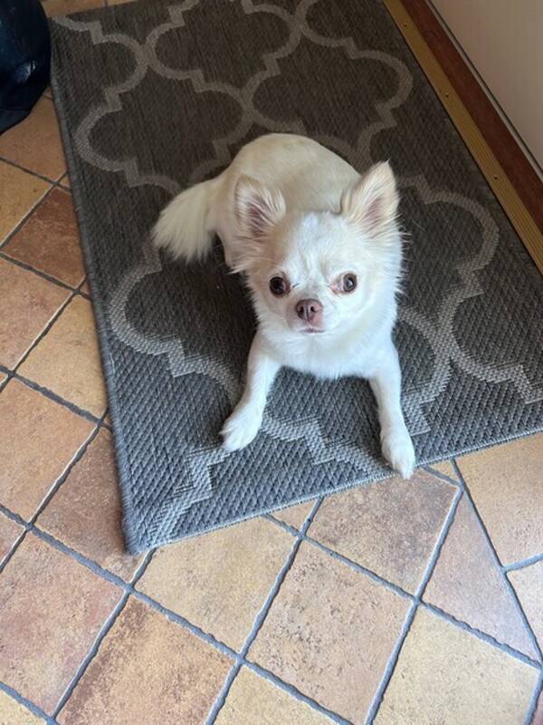 Hund - Lexi