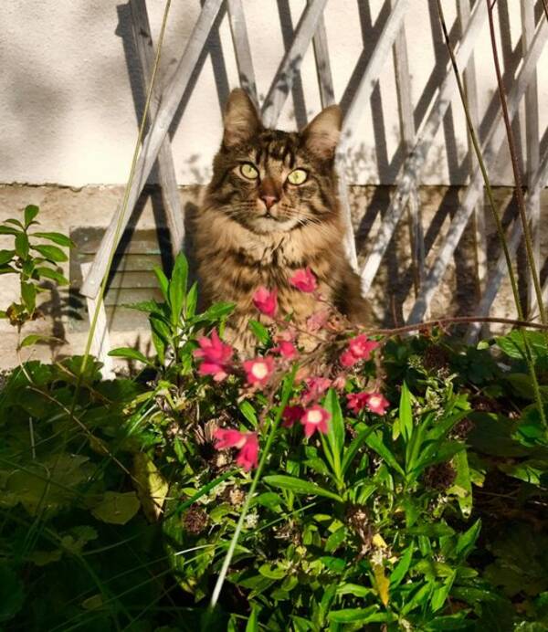 Katt
