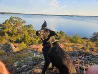 Blandrasen Lola 11 månader Blandrasen Lola 11 månader