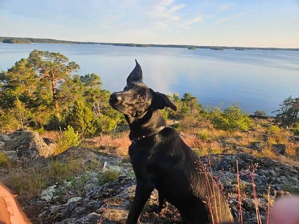 Hund - Blandrasen Lola 11 mnader