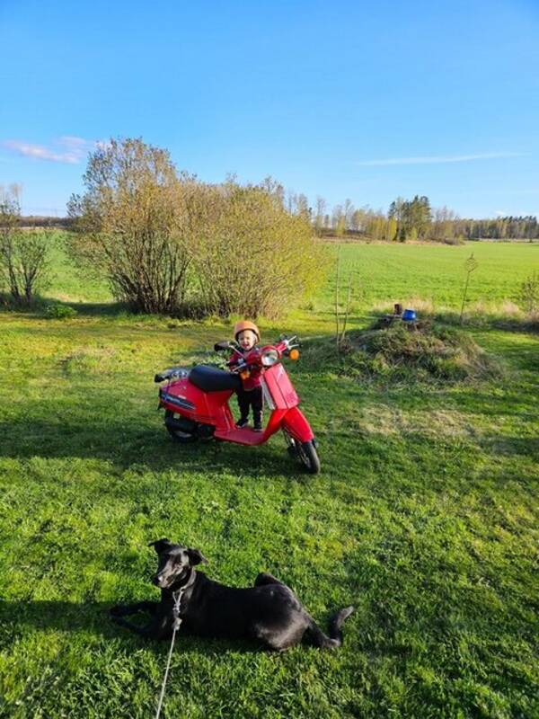 Hund - Blandrasen Lola 11 mnader