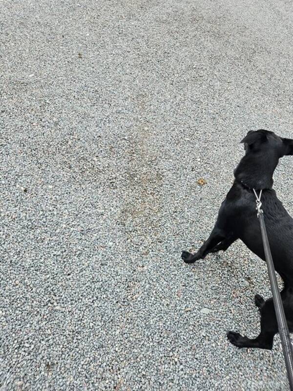 Hund - Blandrasen Lola 11 mnader