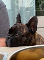 Max Fransk Bulldog 