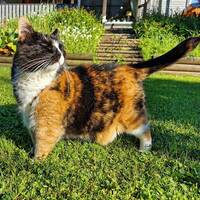 Katt