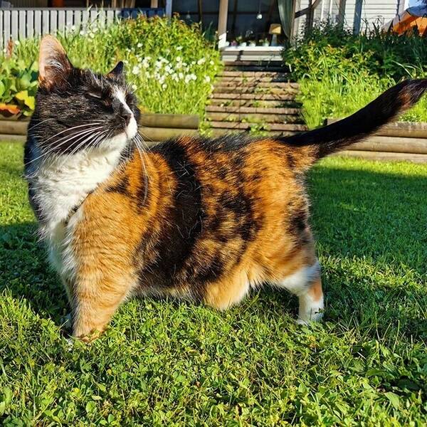 Katt - Katt