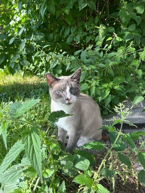 Katt - Aslan