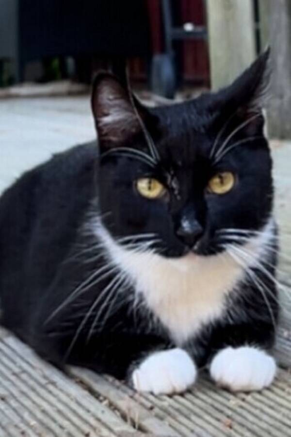 Katt - Gibson