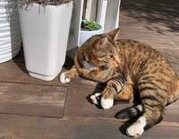 Katten Backis Katten Backis