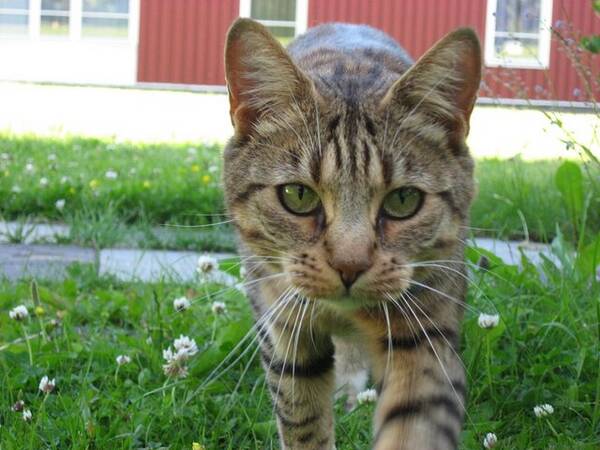 Katt - Katten Backis
