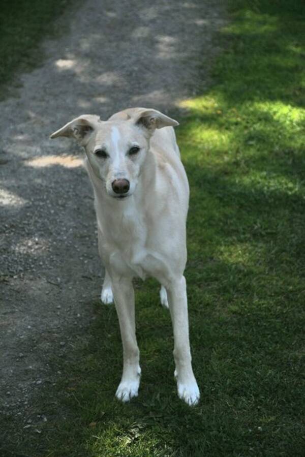 Hund - Lurcher Lulu