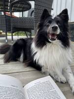 Rejza -Shetland sheepdog