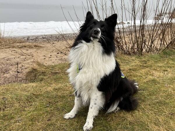 Hund - Rejza -Shetland sheepdog