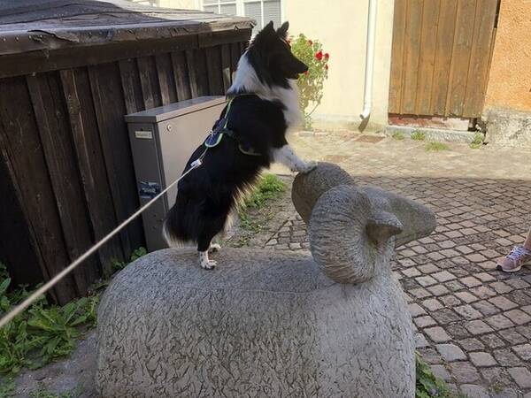 Hund - Rejza -Shetland sheepdog