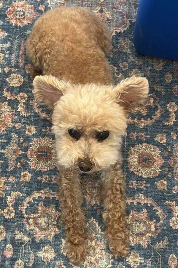 Hund - Toy pudel