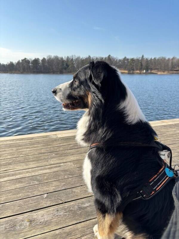 Hund - Blandras