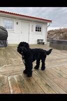 Hugo Cockerpoo