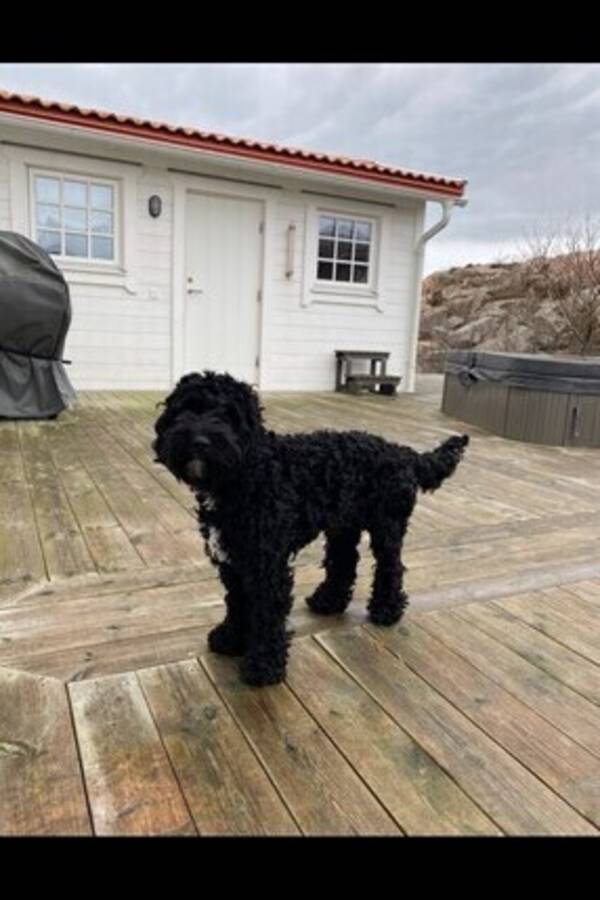 Hund - Hugo Cockerpoo