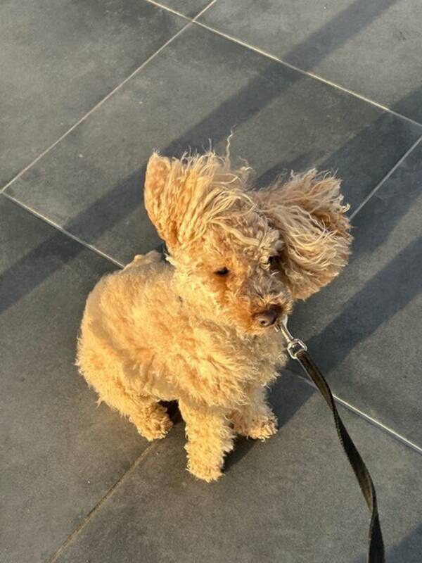 Hund - Solo