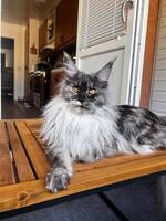 Maine Coon Diana Maine Coon Diana