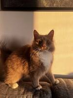 Blandrasen Boots Blandrasen Boots