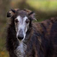 Borzoien Valkyria Borzoien Valkyria