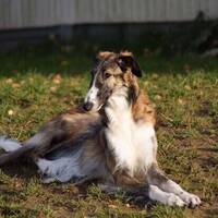 Borzoien Lady Borzoien Lady