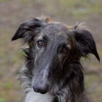 Borzoien Elektra Borzoien Elektra