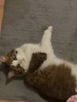 Norsk skogkatt 