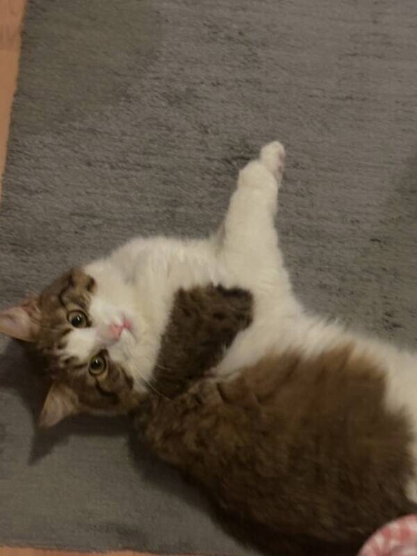 Katt - Norsk skogkatt  Katt - Norsk skogkatt