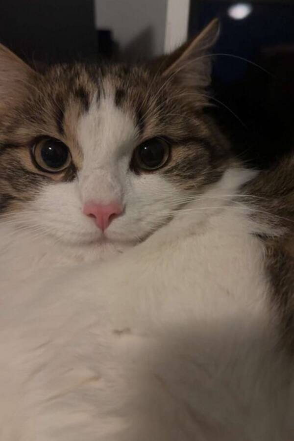 Katt - Norsk skogkatt  Katt - Norsk skogkatt