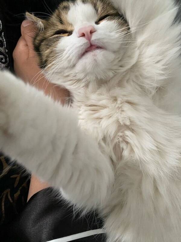 Katt - Norsk skogkatt  Katt - Norsk skogkatt