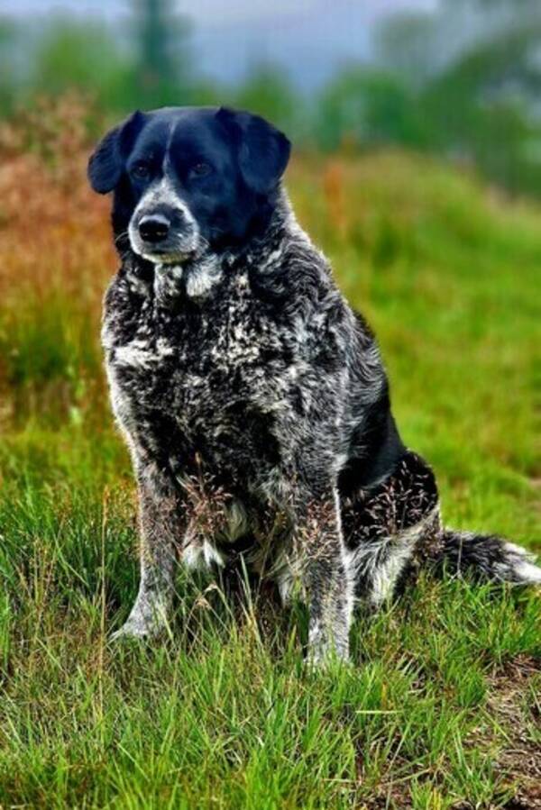 Hund - Stella