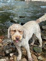 Cobberdog Bulle