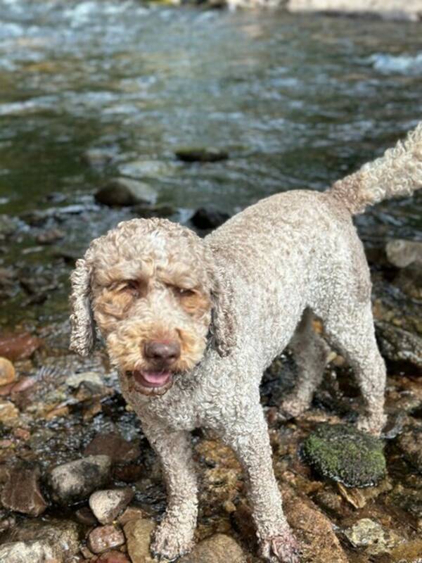 Hund - Cobberdog Bulle Hund - Cobberdog Bulle