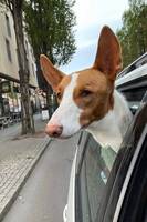 Podenco Ibicenco, Pepito Podenco Ibicenco, Pepito