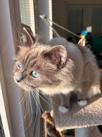 Millie, helig birma
