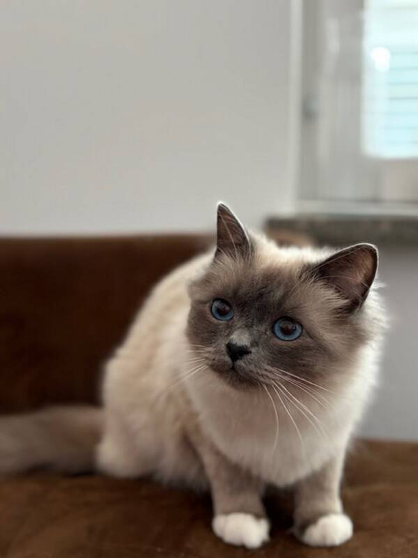 Katt - Millie, helig birma
