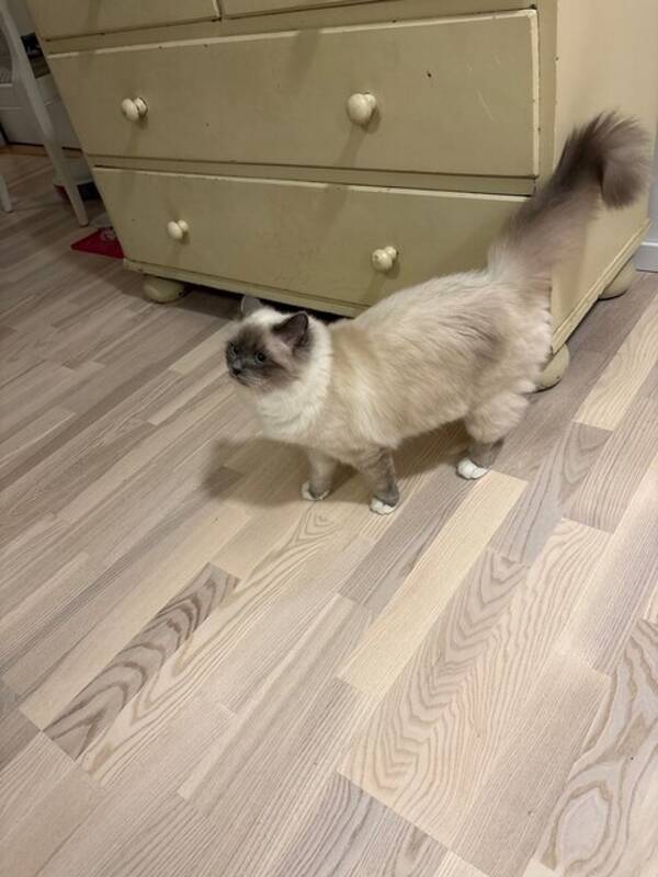 Katt - Millie, helig birma
