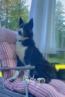 Björnhunden Bosse Björnhunden Bosse