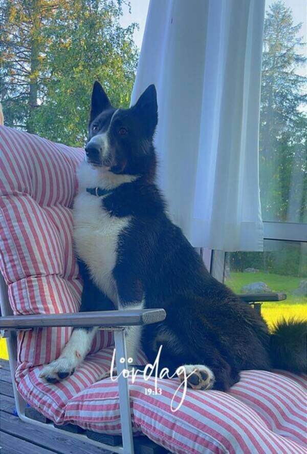 Hund - Bjrnhunden Bosse