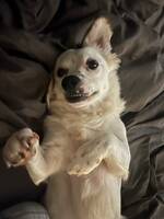 Ukrainsk gatuhund Abbe 
