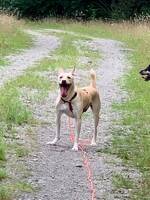 Gatuhund från Rumänien 