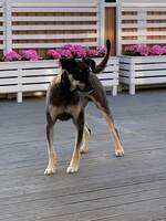 Fille, Rumänsk gatuhund Fille, Rumänsk gatuhund