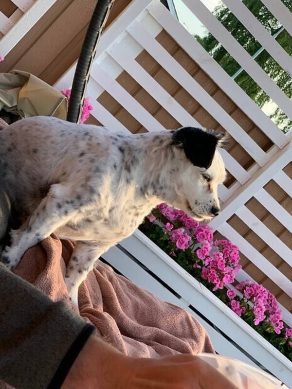 Hund - Smulan rumnsk gatuhund 
